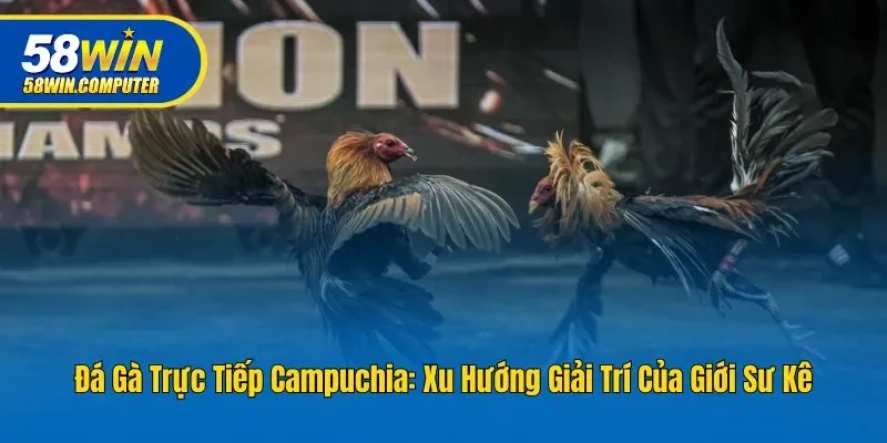Đá Gà Trực Tiếp Campuchia: Xu Hướng Giải Trí Của Giới Sư Kê